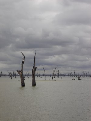 The lake from boat trip inc spooky trees (4).JPG