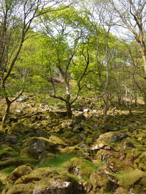 Our walk up Pistyll Rhaeadr (17).JPG