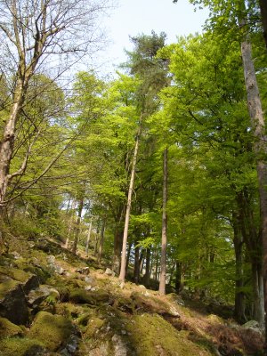 Our walk up Pistyll Rhaeadr (18).JPG