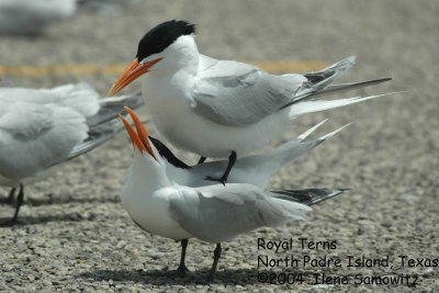 Royal Terns 3183.jpg
