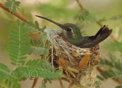 Broad-billed Hummingbird in Nest
