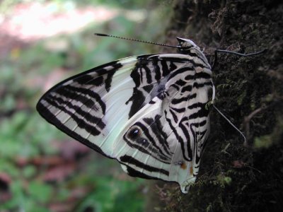 Zebra Butterfly