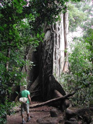 Gargantuan Tree