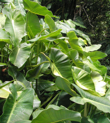 Lush Vegetation