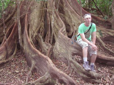 Amazing Roots