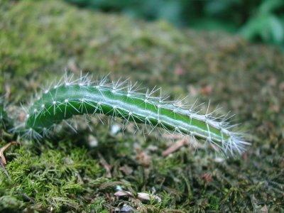 Cactus in Rainforest