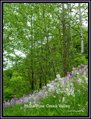 Phlox- Jersey Mills.jpg