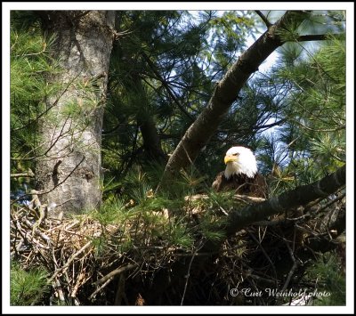 2007 adult eagle on the nest.