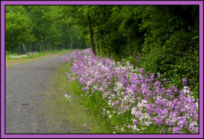 Dames Rocket along railtrail.