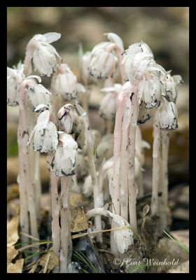 Indian Pipes