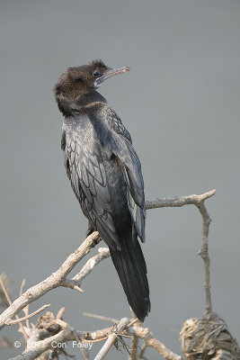 Cormorant, Little @ Kaziranga