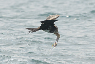 Frigatebird, Christmas Island @ Straits of Singapore