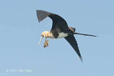 Frigatebird, Christmas Island @ Straits of Singapore