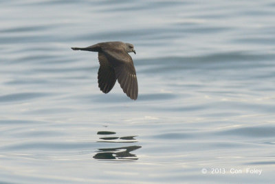 Petrel, Swinhoes Storm @ Straits of Singapore