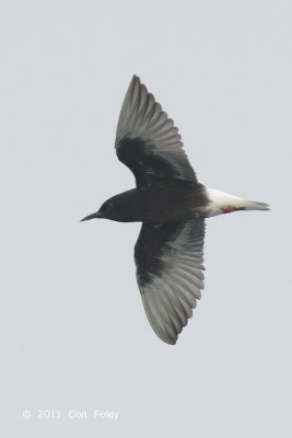 Tern, White-winged Black @ Straits of Singapore