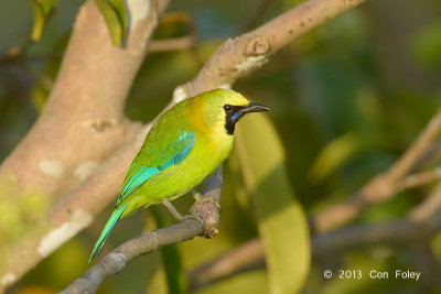 Leafbird, Blue-winged (male) @ Jelutong Tower