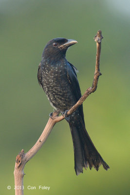 Drongo, Crow-billed (first winter) @ Jelutong Tower