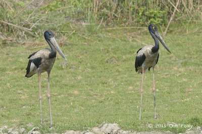 Stork, Black-necked (male & female) @ Kaziranga