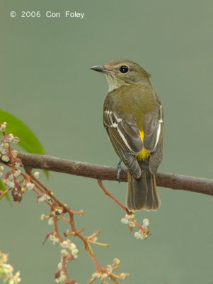 Flycatcher, Yellow-rumped (female) @ Hindhede