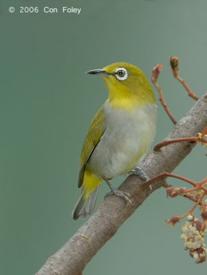 White-eye, Oriental @ Hindhede