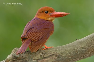 Kingfisher, Ruddy (adult) @ Chinese Gardens