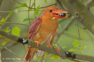 Kingfisher, Ruddy (adult) @ Chinese Gardens