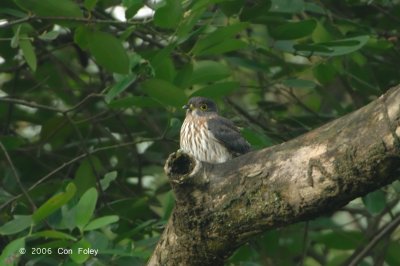 Cuckoo, Hodgson's Hawk (juv) @ Chinese Gardens