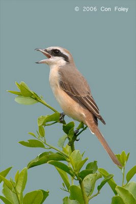 Shrike, Brown @ Changi