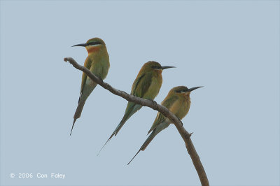 Bee-eater, Blue-tailed @ Changi