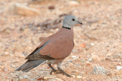 Dove, Red-collared