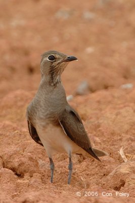 Pratincole, Oriental (non-breeding) @ Changi Cove