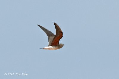 Pratincole, Oriental @ Changi Cove