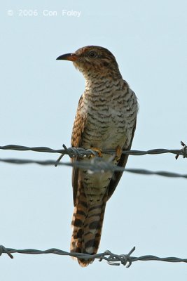 Cuckoo, Plaintive (female) @ Neo Tiew Lane 2
