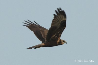 Harrier, Eastern Marsh @ Changi