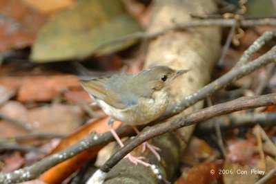 Robin, Siberian Blue (male, first winter) @ Nee Soon