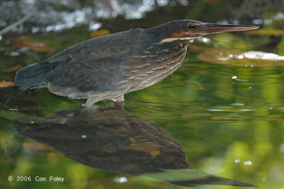 Bittern, Black (male) @ Chinese Gardens