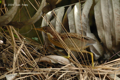 Bittern, Von Schrenck's (immature male) @ Chinese Gardens