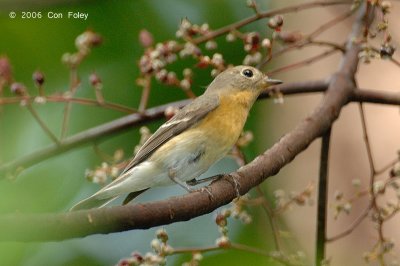 Flycatcher, Mugimaki (female) @ Upper Pierce