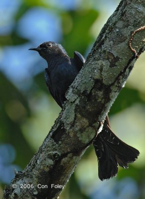 Cuckoo, Asian Drongo @ Upper Pierce