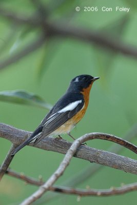 Flycatcher, Mugimaki (male) @ Bukit Timah