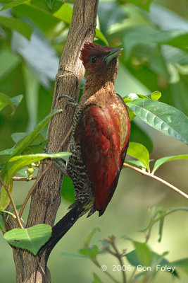 Woodpecker, Banded (male) @ Upper Peirce