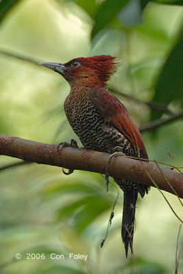 Woodpecker, Banded (male) @ Upper Peirce