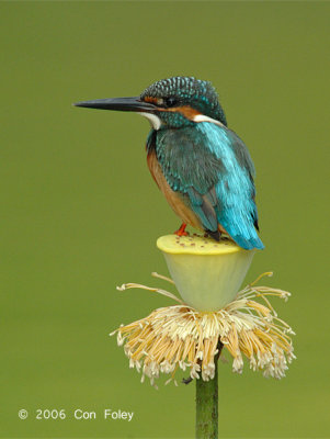 Kingfisher, Common (male) @ Botanic Gardens