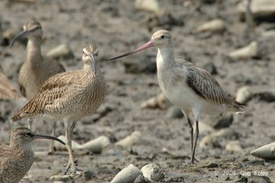 Godwit, Bar-tailed @ Sungei Buloh