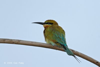 Bee-eater, Blue-tailed @ Punggol