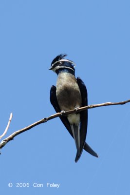 Treeswift, Whiskered (female)