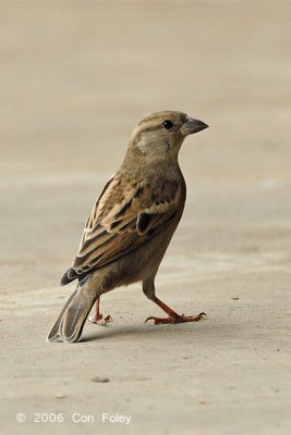 Sparrow, House (female) @ West Coast