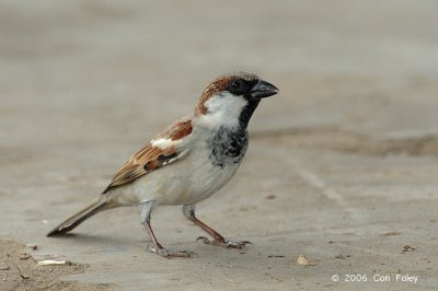 Sparrow, House (male) @ West Coast