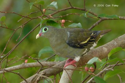 Pigeon, Thick-billed Green (female) @ Seletar
