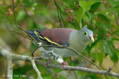 Pigeon, Thick-billed Green (male) @ Seletar